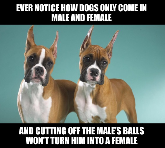 Things that make you go hmm… | EVER NOTICE HOW DOGS ONLY COME IN 
MALE AND FEMALE; AND CUTTING OFF THE MALE’S BALLS 
WON’T TURN HIM INTO A FEMALE | image tagged in dogos | made w/ Imgflip meme maker