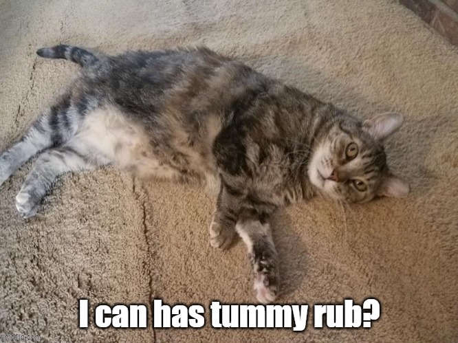 Y U no give me tummy rub | . | image tagged in cats | made w/ Imgflip meme maker