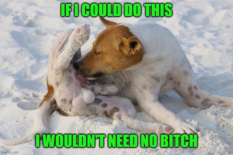 Dog licking bals  | IF I COULD DO THIS I WOULDN'T NEED NO BITCH | image tagged in dog licking bals | made w/ Imgflip meme maker