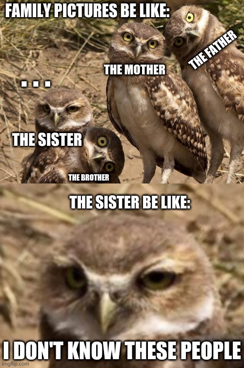 Soooo Relateable | FAMILY PICTURES BE LIKE:; THE FATHER; . . . THE MOTHER; THE SISTER; THE BROTHER; THE SISTER BE LIKE:; I DON'T KNOW THESE PEOPLE | image tagged in owls,cringe,family photo,i don't know girl,oh wow are you actually reading these tags | made w/ Imgflip meme maker