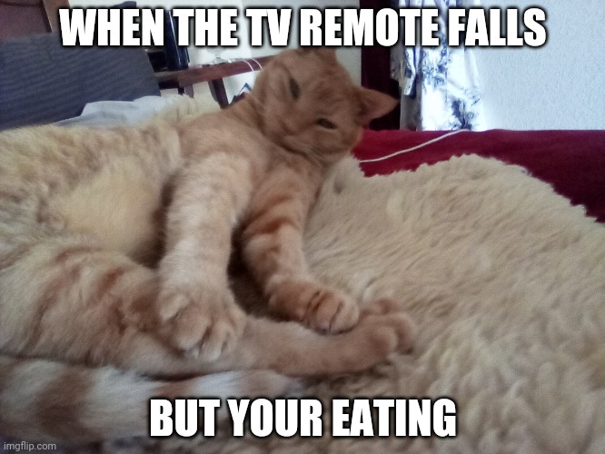 When the tv remote falls | WHEN THE TV REMOTE FALLS; BUT YOUR EATING | image tagged in cute cat | made w/ Imgflip meme maker