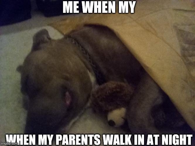 When I pretend to be asleep | ME WHEN MY; WHEN MY PARENTS WALK IN AT NIGHT | image tagged in doggo | made w/ Imgflip meme maker
