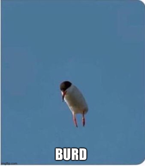 Burd no wings | BURD | image tagged in sus,burd,ass,asseating | made w/ Imgflip meme maker