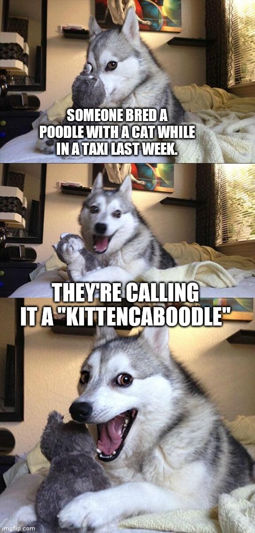 Oodles of Doodles | SOMEONE BRED A POODLE WITH A CAT WHILE IN A TAXI LAST WEEK. THEY'RE CALLING IT A "KITTENCABOODLE" | image tagged in memes,bad pun dog | made w/ Imgflip meme maker