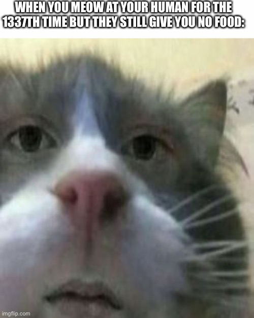 WHEN YOU MEOW AT YOUR HUMAN FOR THE 1337TH TIME BUT THEY STILL GIVE YOU NO FOOD: | image tagged in white text box | made w/ Imgflip meme maker