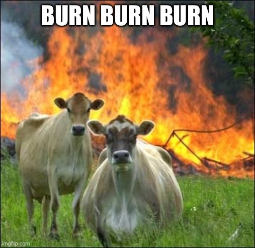 Evil Cows | BURN BURN BURN | image tagged in memes,evil cows | made w/ Imgflip meme maker