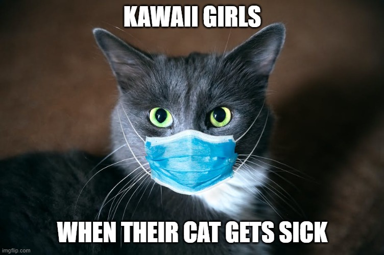 Corona cat (A new meme is born) | KAWAII GIRLS; WHEN THEIR CAT GETS SICK | image tagged in corona cat | made w/ Imgflip meme maker