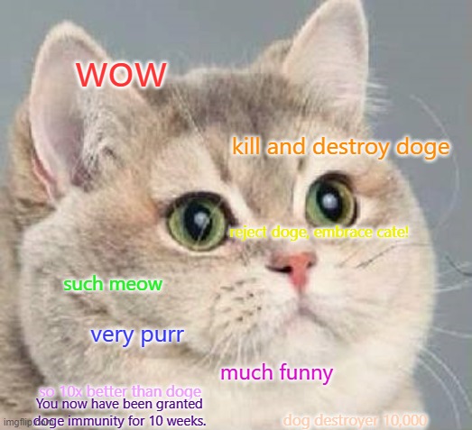 cate (such cat) | wow; kill and destroy doge; reject doge, embrace cate! such meow; very purr; much funny; so 10x better than doge; You now have been granted doge immunity for 10 weeks. dog destroyer 10,000 | image tagged in cate such cat,memes,cats | made w/ Imgflip meme maker