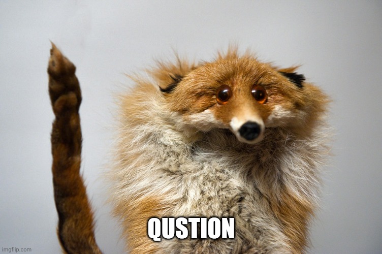 qustion fox | QUSTION | image tagged in qustion fox | made w/ Imgflip meme maker