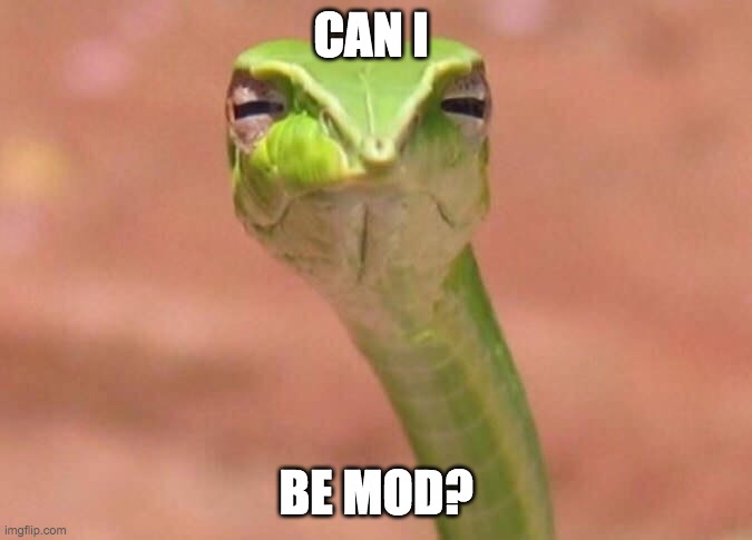 Skeptical snake | CAN I; BE MOD? | image tagged in skeptical snake | made w/ Imgflip meme maker