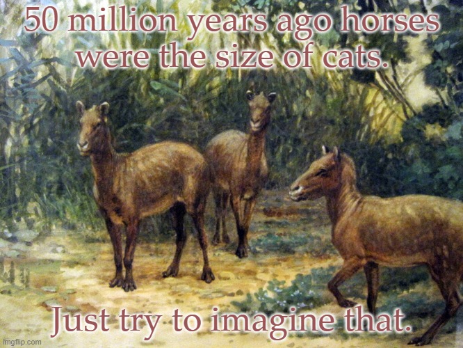 They became zebras, asses & donkeys as well. | 50 million years ago horses
were the size of cats. Just try to imagine that. | image tagged in eohippus,evolution,horses,ancient america | made w/ Imgflip meme maker