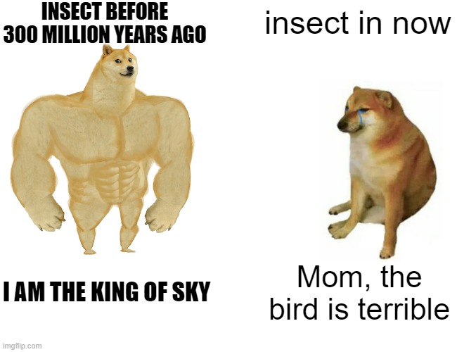 Buff Doge vs. Cheems | INSECT BEFORE 300 MILLION YEARS AGO; insect in now; I AM THE KING OF SKY; Mom, the bird is terrible | image tagged in memes,buff doge vs cheems | made w/ Imgflip meme maker