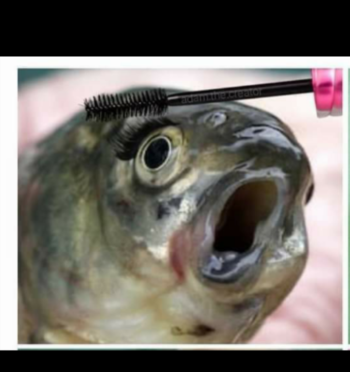 Fish mascara Blank Meme Template