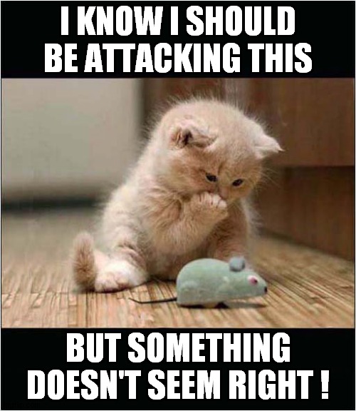 Confused Kitten ? | I KNOW I SHOULD BE ATTACKING THIS; BUT SOMETHING DOESN'T SEEM RIGHT ! | image tagged in cats,kitten,mouse,confused | made w/ Imgflip meme maker