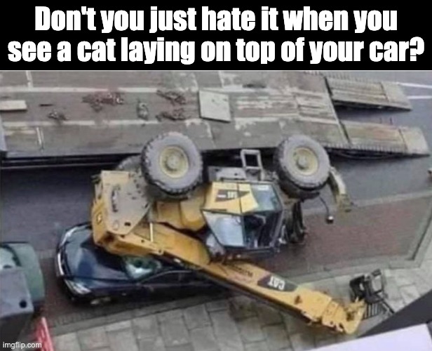 Cat | Don't you just hate it when you see a cat laying on top of your car? | image tagged in bad pun | made w/ Imgflip meme maker