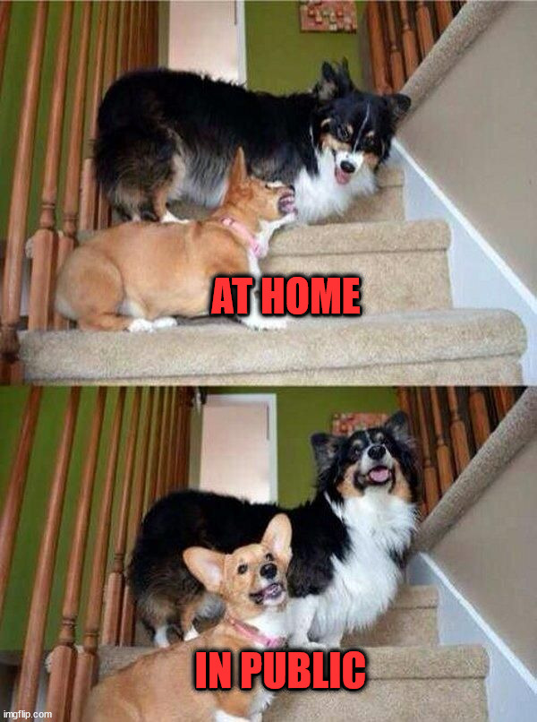 AT HOME; IN PUBLIC | image tagged in dogs | made w/ Imgflip meme maker