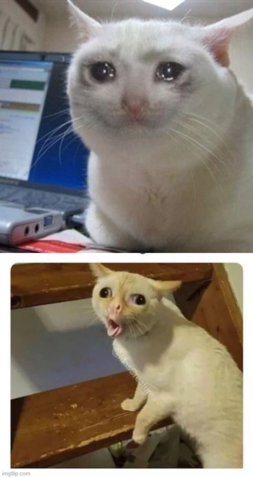 image tagged in crying cat,coughing cat | made w/ Imgflip meme maker