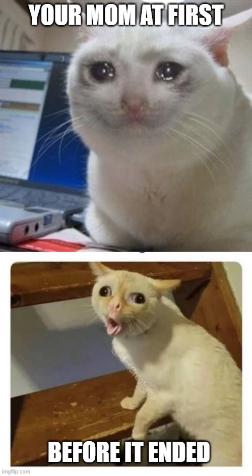 you know what i mean | YOUR MOM AT FIRST; BEFORE IT ENDED | image tagged in crying cat,coughing cat | made w/ Imgflip meme maker