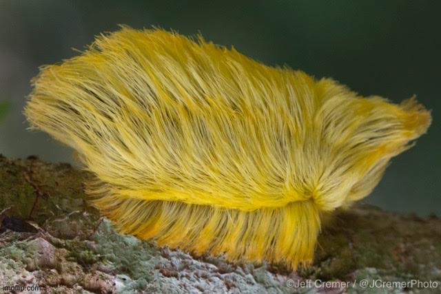 Trump's Hair Caterpillar | image tagged in trump's hair caterpillar | made w/ Imgflip meme maker