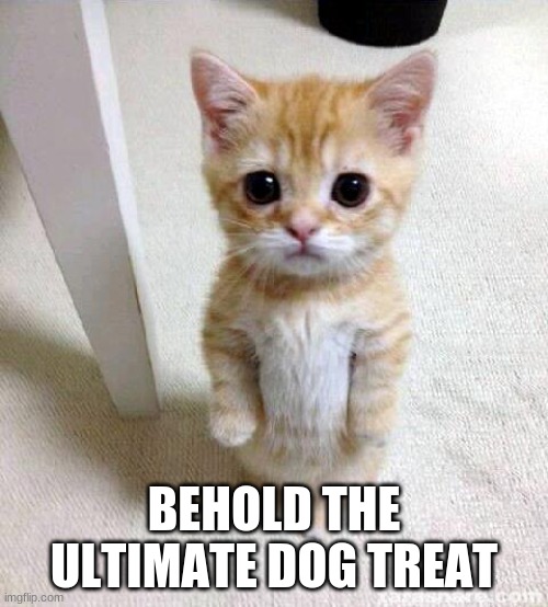 Cute Cat | BEHOLD THE ULTIMATE DOG TREAT | image tagged in memes,cute cat | made w/ Imgflip meme maker