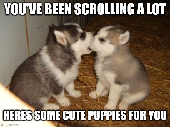 Cute | YOU'VE BEEN SCROLLING A LOT; HERES SOME CUTE PUPPIES FOR YOU | image tagged in memes,cute puppies | made w/ Imgflip meme maker