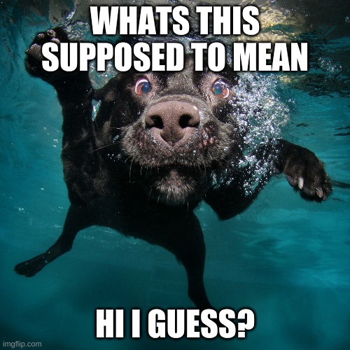 hi? | WHATS THIS SUPPOSED TO MEAN; HI I GUESS? | image tagged in creepy,dog,hi,funny | made w/ Imgflip meme maker