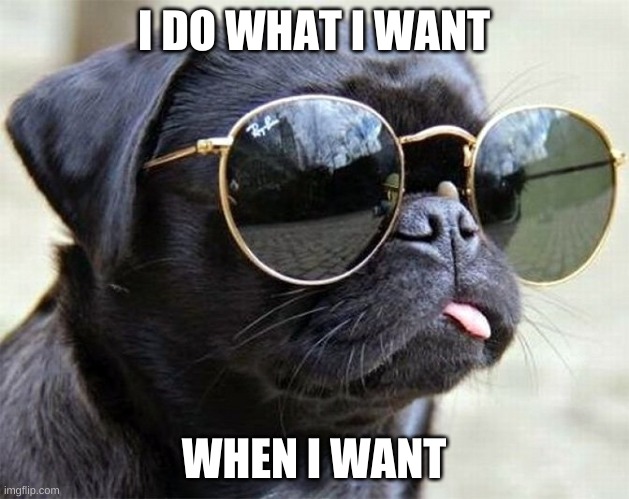 what i want | I DO WHAT I WANT; WHEN I WANT | image tagged in dog,whatever | made w/ Imgflip meme maker