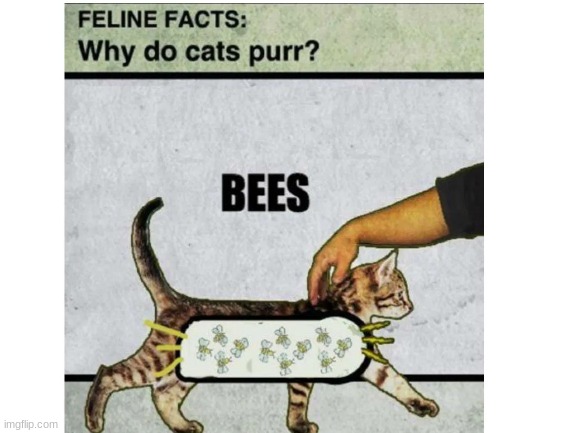 image tagged in cats,bees,cats and the bees,haha,funny | made w/ Imgflip meme maker