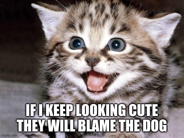 Uber Cute Cat | IF I KEEP LOOKING CUTE THEY WILL BLAME THE DOG | image tagged in uber cute cat | made w/ Imgflip meme maker
