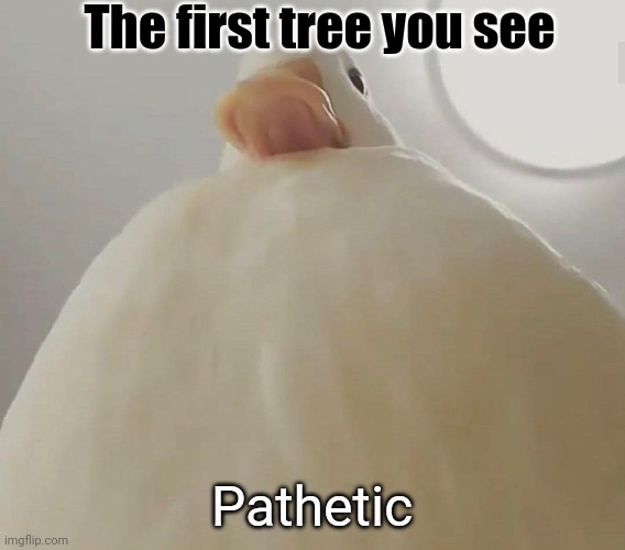 pathetic (duck#1) | The first tree you see Pathetic | image tagged in pathetic duck 1 | made w/ Imgflip meme maker