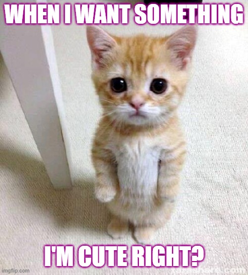 Cute Cat | WHEN I WANT SOMETHING; I'M CUTE RIGHT? | image tagged in memes,cute cat,funny cats,cats,cute cats | made w/ Imgflip meme maker