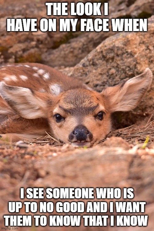 I Know That You Know That I Know | THE LOOK I HAVE ON MY FACE WHEN; I SEE SOMEONE WHO IS UP TO NO GOOD AND I WANT THEM TO KNOW THAT I KNOW | image tagged in deer,i know,no good | made w/ Imgflip meme maker