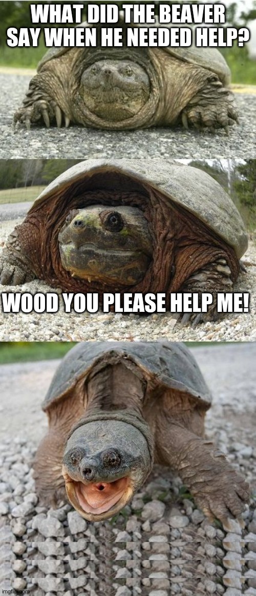 Bad puns. !LOL! | WHAT DID THE BEAVER SAY WHEN HE NEEDED HELP? WOOD YOU PLEASE HELP ME! | image tagged in bad pun tortoise | made w/ Imgflip meme maker