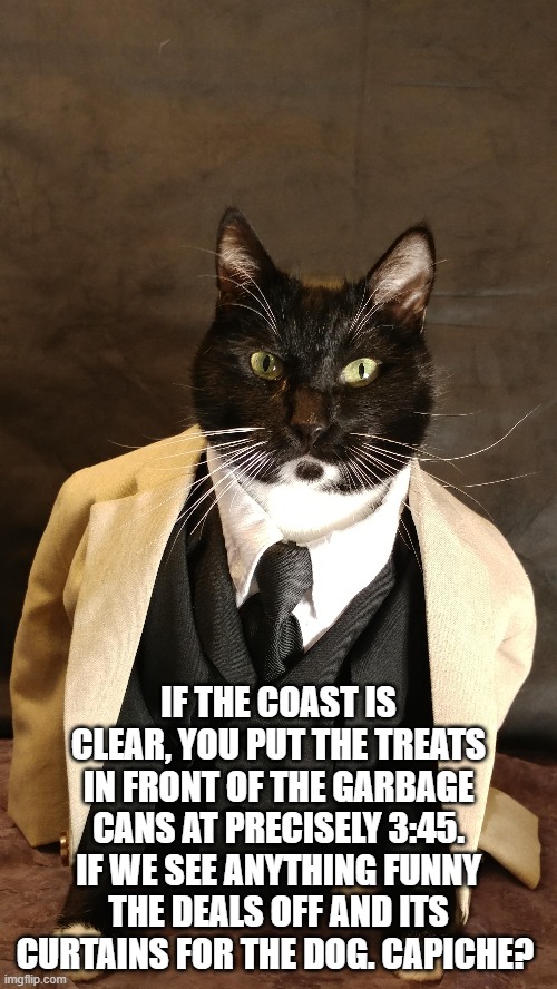 Cat GodfatherThe Pay Off | IF THE COAST IS CLEAR, YOU PUT THE TREATS IN FRONT OF THE GARBAGE CANS AT PRECISELY 3:45. IF WE SEE ANYTHING FUNNY THE DEALS OFF AND ITS CURTAINS FOR THE DOG. CAPICHE? | image tagged in cat godfather,curtains for the dog,the pay off | made w/ Imgflip meme maker