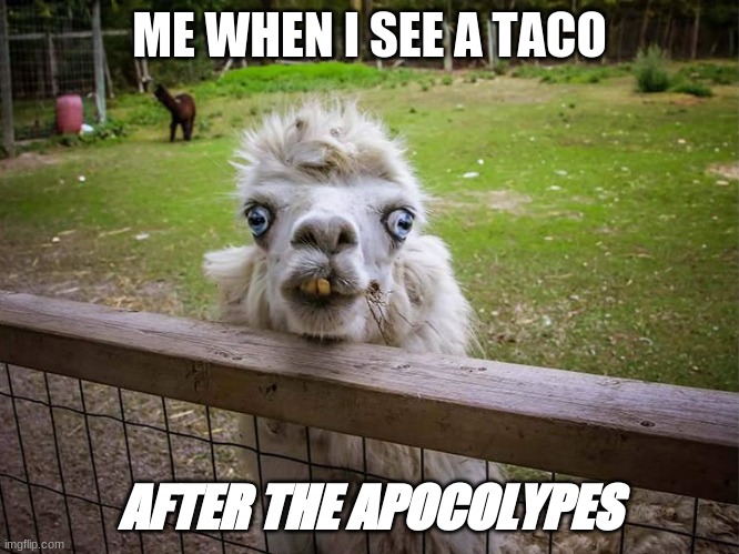 me when i see a taco | ME WHEN I SEE A TACO; AFTER THE APOCOLYPES | image tagged in funny | made w/ Imgflip meme maker
