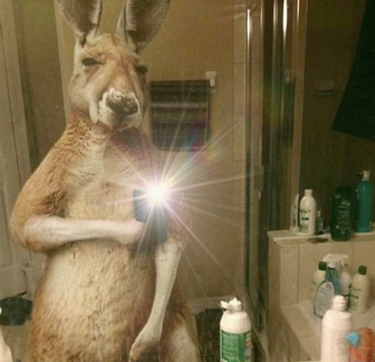 High Quality Kangaroo Selfie Blank Meme Template