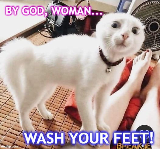 YOWL | BY GOD, WOMAN... WASH YOUR FEET! | image tagged in funny cats,cats | made w/ Imgflip meme maker