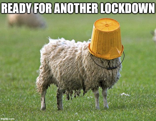 stupid sheep | READY FOR ANOTHER LOCKDOWN | image tagged in stupid sheep | made w/ Imgflip meme maker