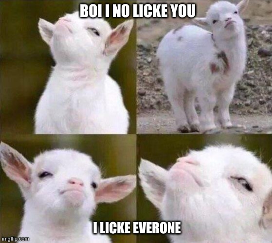 Smug Goat |  BOI I NO LICKE YOU; I LICKE EVERONE | image tagged in smug goat | made w/ Imgflip meme maker