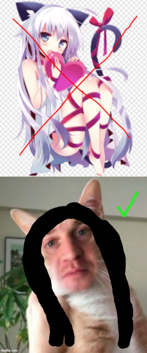 nonononono THIS cat. | image tagged in cat,catgirl,better,oh wow are you actually reading these tags,thanks lol | made w/ Imgflip meme maker