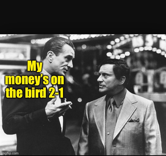 Casino | My money’s on the bird 2-1 | image tagged in casino | made w/ Imgflip meme maker