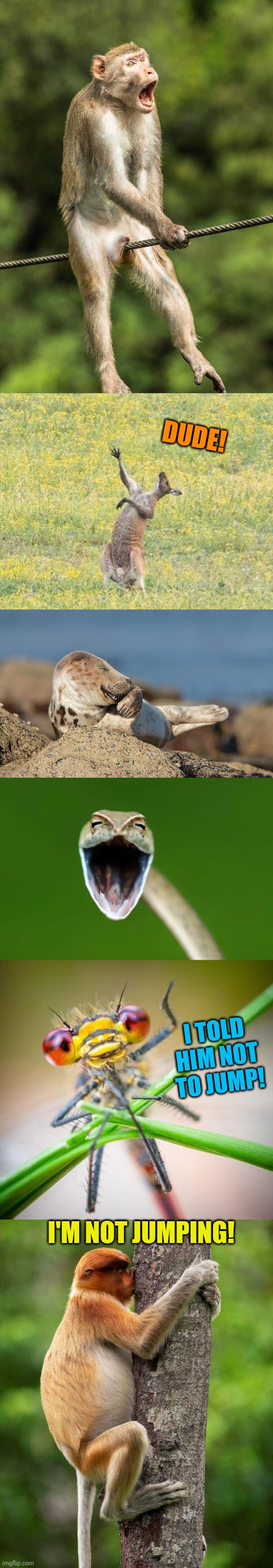 Silly Monkey |  DUDE! I TOLD HIM NOT TO JUMP! I'M NOT JUMPING! | image tagged in monkeys,kangaroo,seal,snake,insect,funny animals | made w/ Imgflip meme maker