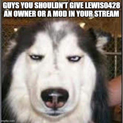 I can explain if you ask me in comments | GUYS YOU SHOULDN'T GIVE LEWIS0428 AN OWNER OR A MOD IN YOUR STREAM | image tagged in original pissed off husky | made w/ Imgflip meme maker
