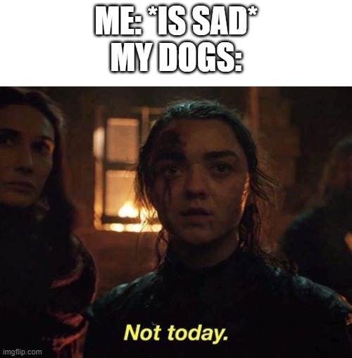 doggos are cool | ME: *IS SAD*
MY DOGS: | image tagged in arya not today | made w/ Imgflip meme maker