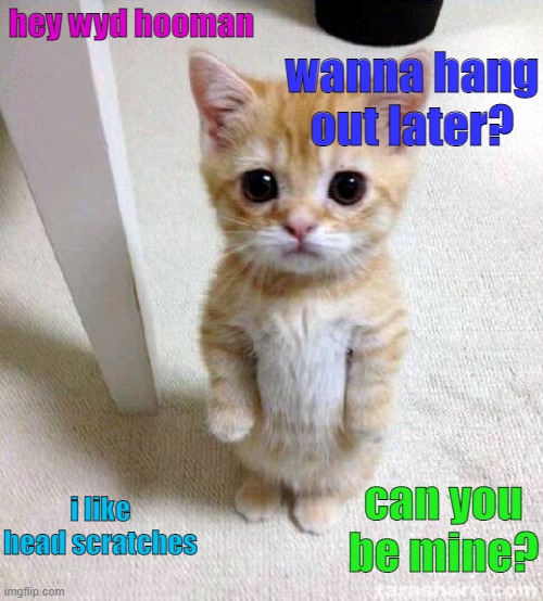 Send this to your group chat with no context | wanna hang out later? hey wyd hooman; i like head scratches; can you be mine? | image tagged in memes,cute cat,wholesome | made w/ Imgflip meme maker