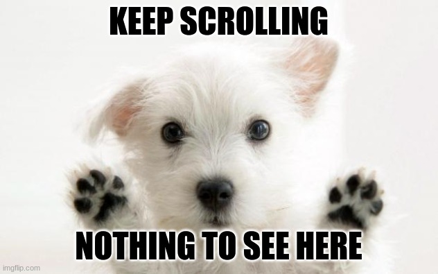 keep scrolling. Just look at this dog and look at next meme | KEEP SCROLLING; NOTHING TO SEE HERE | image tagged in cute dog | made w/ Imgflip meme maker