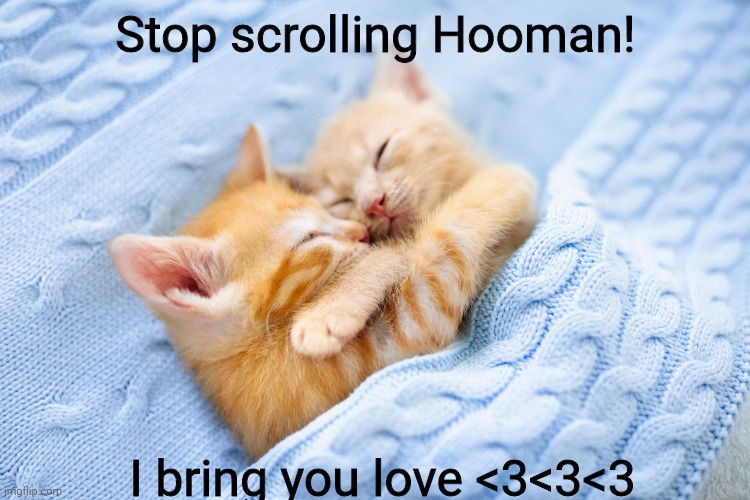 <3 | Stop scrolling Hooman! I bring you love <3<3<3 | image tagged in cute cat | made w/ Imgflip meme maker