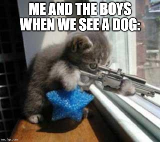 me and the boys | ME AND THE BOYS WHEN WE SEE A DOG: | image tagged in catsniper,me and the boys,memes,cats,anti dog | made w/ Imgflip meme maker
