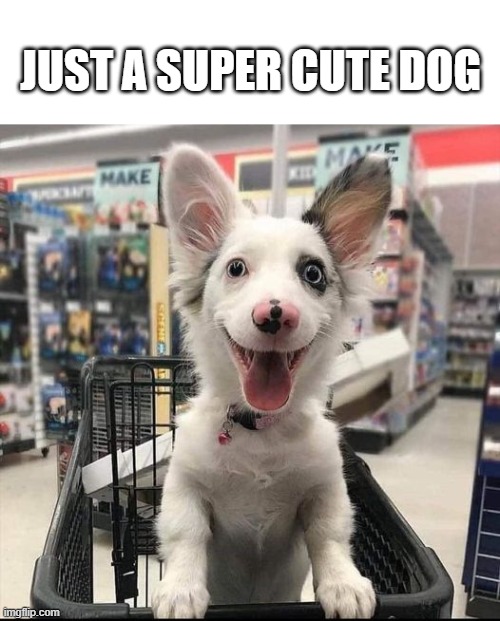 cute puppy | JUST A SUPER CUTE DOG | image tagged in cute puppy,stop scrolling | made w/ Imgflip meme maker