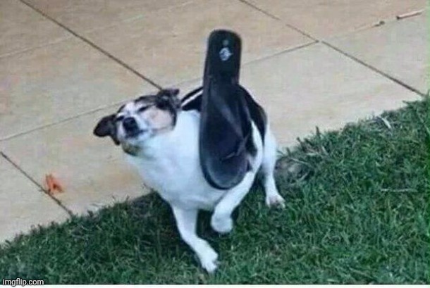 dog sandal | image tagged in dog sandal | made w/ Imgflip meme maker